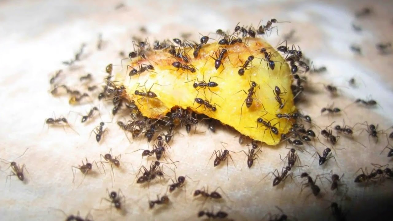 Борная кистлота от  садовых муравьев